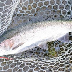 10/16　雨の中でサクラマス連発！ ～フィッシングパーク高島の泉～